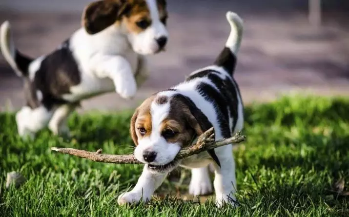 Beagle גורים ב 4 חודשים (14 תמונות): איך נראה כלב? משקלה. תכונות של תוכן 23180_9