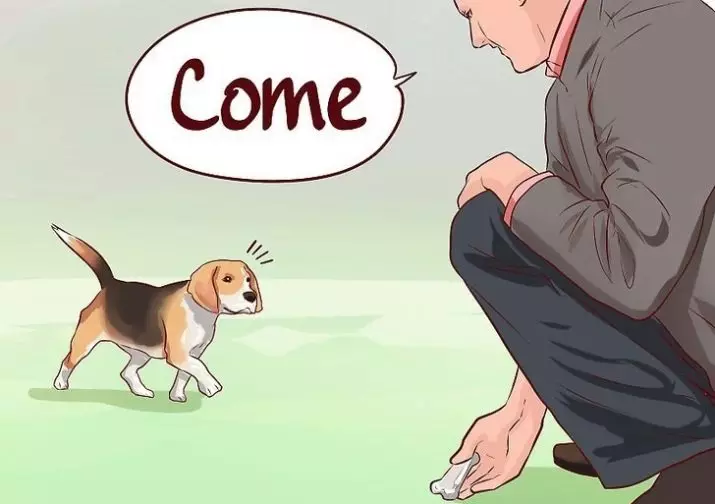 Ausbildung von Beagle: Wie man einen Welpen zu Hause trainiert und anhebt? 23181_10