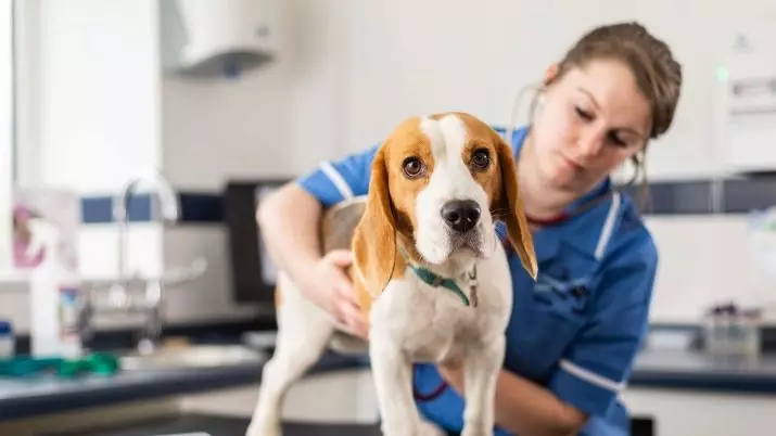 Trajnimi i Beagle: Si për të trajnuar dhe për të rritur një qenush në shtëpi? 23181_11