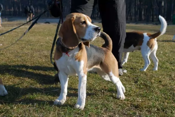 Træning af beagle: hvordan man træner og rejse en hvalp i hjemmet? 23181_13