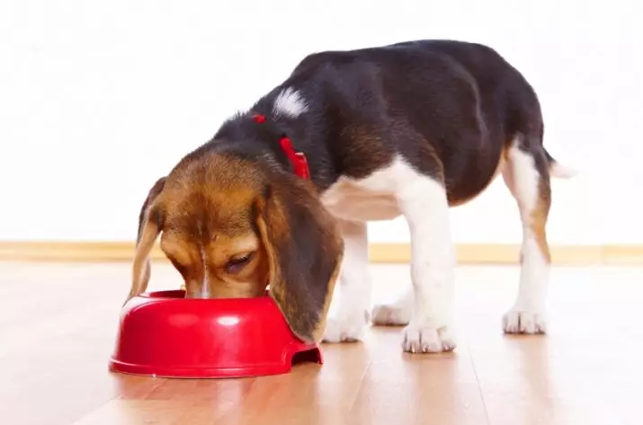 Εκπαίδευση του Beagle: Πώς να εκπαιδεύσει και να αυξήσετε ένα κουτάβι στο σπίτι; 23181_15