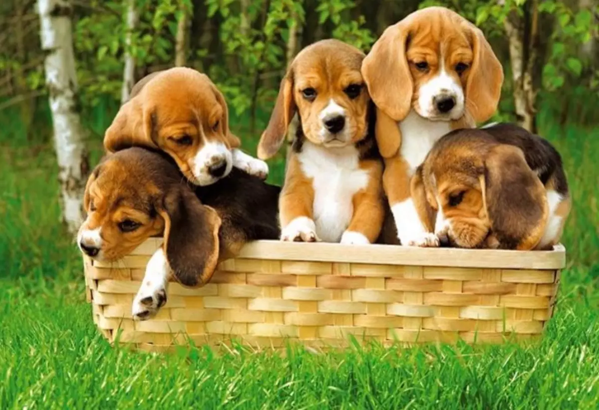 Perwerdehiya Beagle: Meriv çawa meriv dikare li malê kûçikê bikişîne û bilind bike? 23181_2