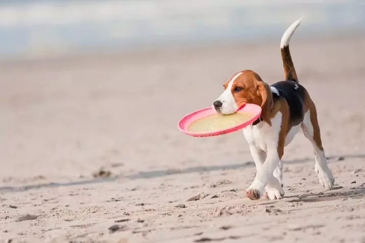 آموزش Beagle: چگونه برای آموزش و پرورش توله سگ در خانه؟ 23181_4
