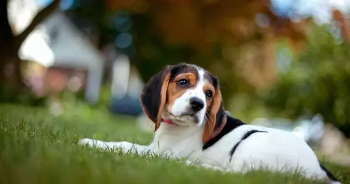 Training fan Beagle: Hoe kinne jo traine en ophelje in puppy thús? 23181_5