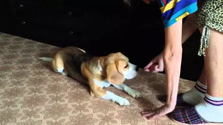 Latihan tina beagle: kumaha carana ngalatih sarta ngangkat anak anjing anu di imah? 23181_6