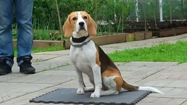 Træning af beagle: hvordan man træner og rejse en hvalp i hjemmet? 23181_8