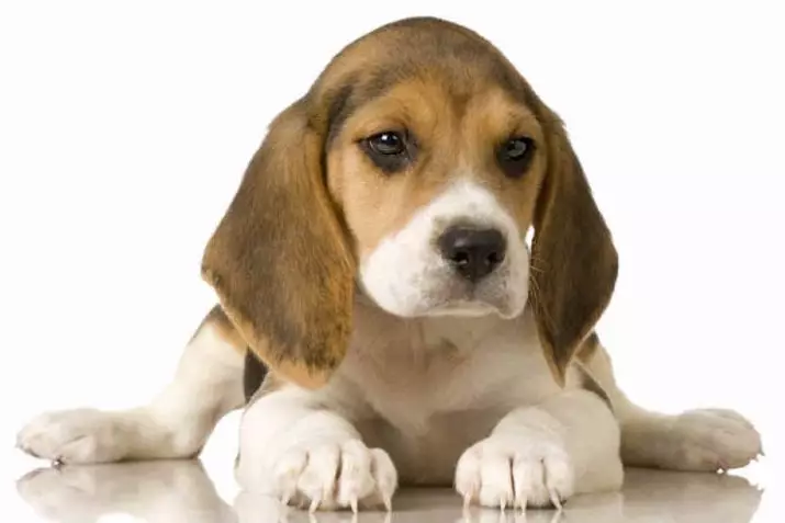 آموزش Beagle: چگونه برای آموزش و پرورش توله سگ در خانه؟ 23181_9