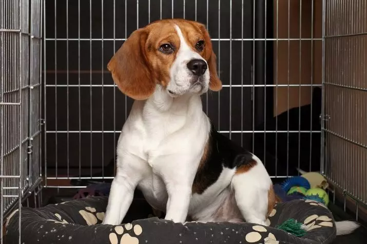 Beagle u apartmanu: Trebam li ćeliju? Značajke brige o psu. Trebam li dobiti štene u stanu? Recenzije vlasništva 23183_12