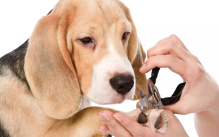 Beagle u apartmanu: Trebam li ćeliju? Značajke brige o psu. Trebam li dobiti štene u stanu? Recenzije vlasništva 23183_17