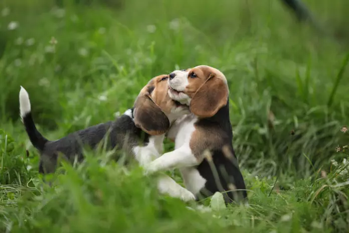 Beagle katika ghorofa: Je, ninahitaji kiini? Makala ya huduma ya mbwa. Je, nipate kupata puppy katika ghorofa? Mapitio ya Umiliki 23183_6