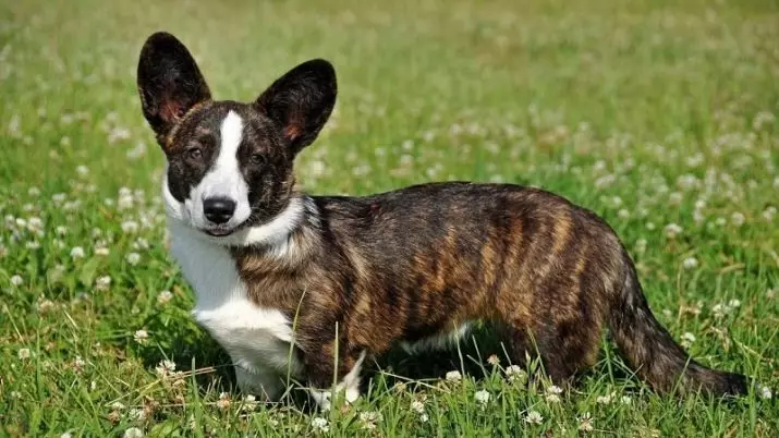 Greutatea și dimensiunea cârligului: dimensiunile catelusului Coloabă Welsh timp de luni. Cât de mult ar trebui să cântărească câinele adult? 23184_6