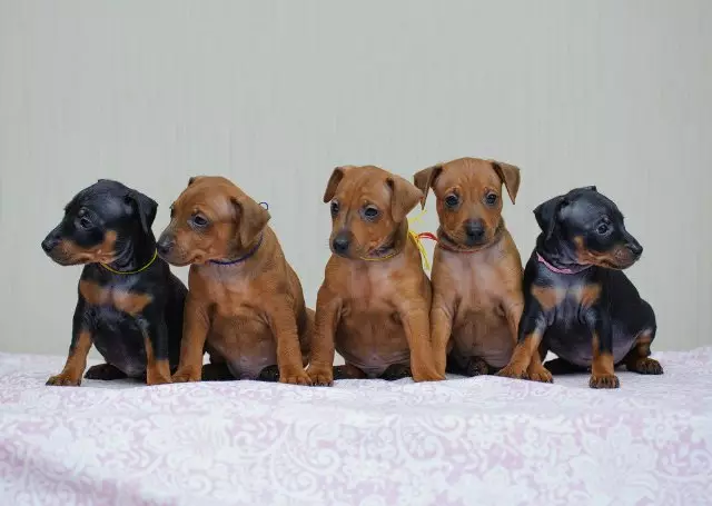 Tsevergpinchers (58 фотографии): Опис на расата на џуџеста пинец, карактеристика на кученцата и возрасните, прегледи на сопствениците 23197_31