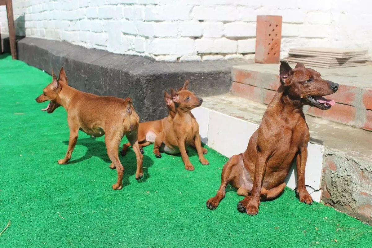 Tsevergpinchers (58 фотографии): Опис на расата на џуџеста пинец, карактеристика на кученцата и возрасните, прегледи на сопствениците 23197_34