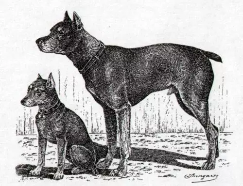 Tsevergpinchers (58 ภาพ): คำอธิบายของสายพันธุ์ของคนแคระ Pincher ลักษณะของลูกสุนัขและผู้ใหญ่, ความคิดเห็นของผู้เป็นเจ้าของ 23197_5