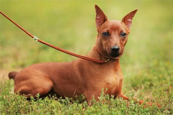 TSEVERGPIRCHERS (58 fotos): Descripción de la raza de Pincher enano, la característica de cachorros y adultos, comentarios de los propietarios 23197_54