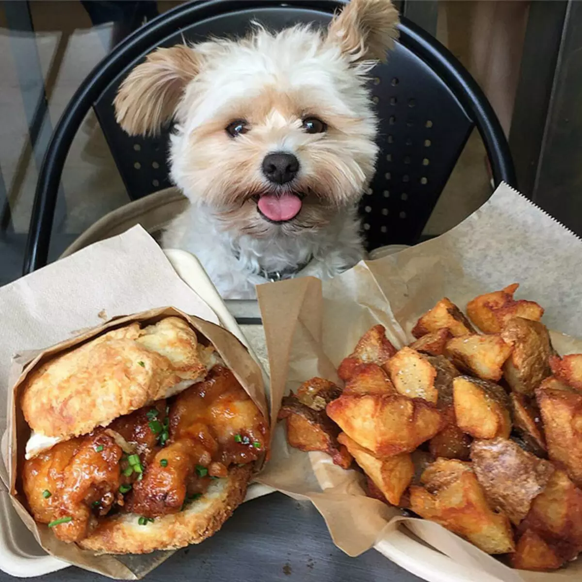 Голодная собака v x v. Еда для собак. Голодный пес. Собачка с едой. Вкусная еда для собак.