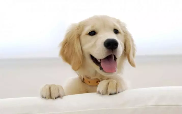 Clics para perros de grandes razas: nombres hermosos y divertidos para perros grandes para niños y niñas. 23201_11
