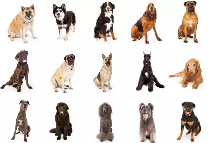 Kattints a nagy fajták kutyáira: gyönyörű és vicces nevek nagy fiúknak és lányoknak kutyáknak 23201_12