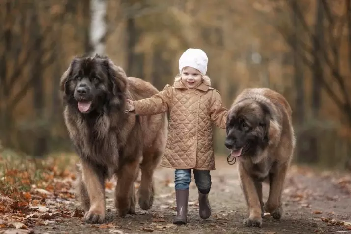 Clicks para cans de razas grandes: nomes fermosos e divertidos para nenos grandes e girls 23201_4