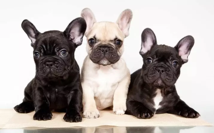 Clics para cans-nenas de razas pequenas: nomes frescos e fermosos que se poden chamar cachorros de nenas de pequenas rocas 23202_11