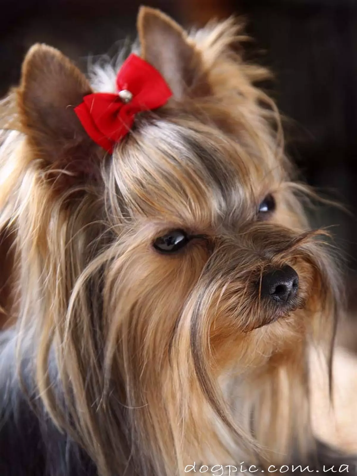 Clics para cans-nenas de razas pequenas: nomes frescos e fermosos que se poden chamar cachorros de nenas de pequenas rocas 23202_2