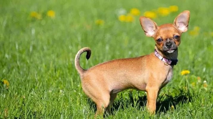 Ryska smeknamn för hundar: Enkla vackra och vintagehundnamn för pojkar och tjejer 23203_13