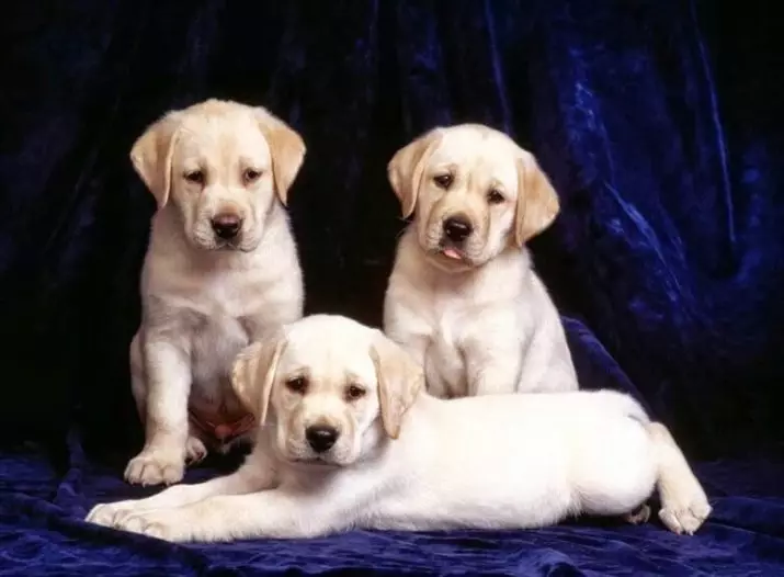 Clic per cani - Girls: Bellissimi nomi di cani da donna rare e leggeri, cuccioli freschi e nomi di cuccioli con significato 23205_7