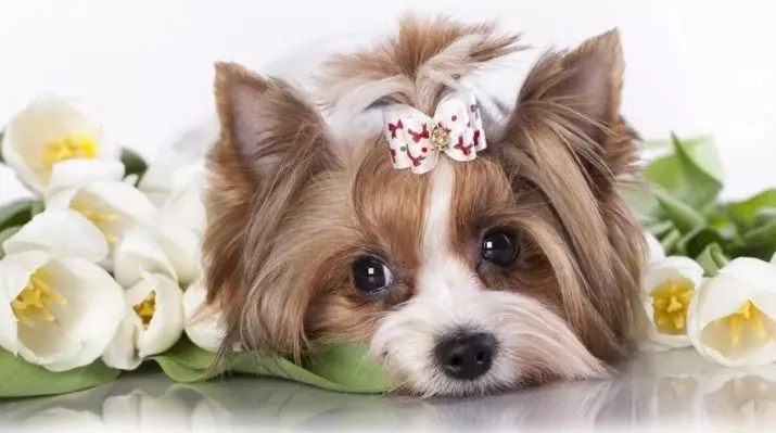 छोटे कुत्तों के लिए क्लिक: शांत और सुंदर नाम जिन्हें छोटे रॉक पिल्ले कहा जा सकता है 23207_4
