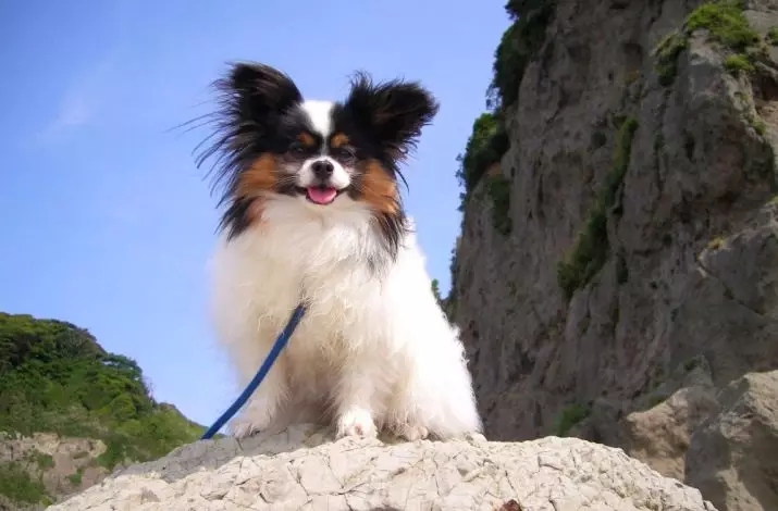 Преглед на мали кучиња: кул и убави имиња кои може да се наречат мали карпи кученца 23207_7