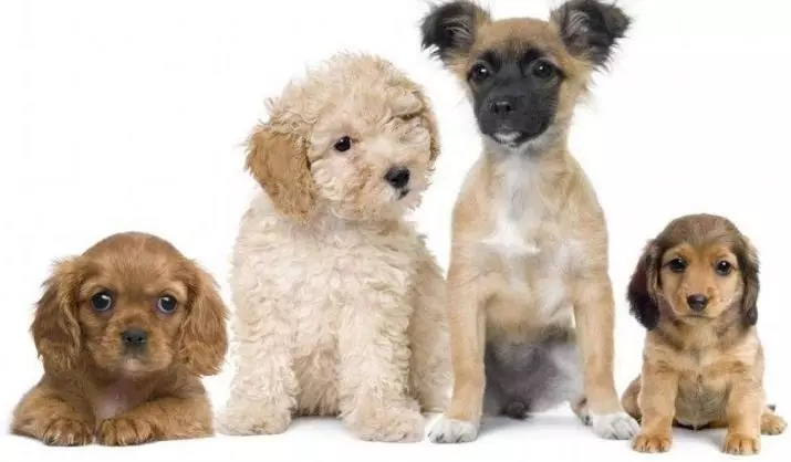 Клички собак на букву «Д»: популярні собачі імена для дівчаток і хлопчиків 23210_2