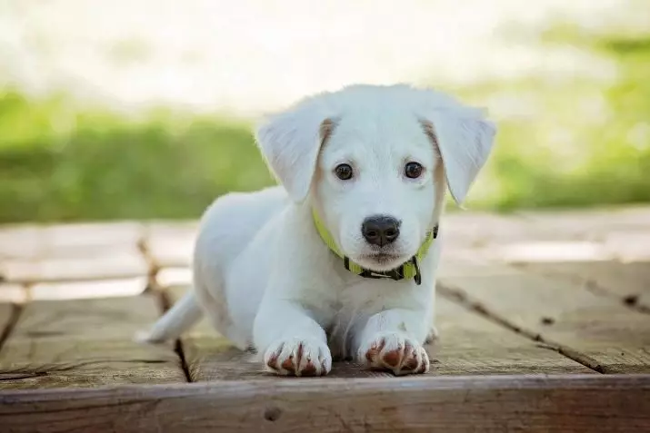 Op zoek naar witte honden: hoe een meisje of een witte jongen te noemen? 23212_5