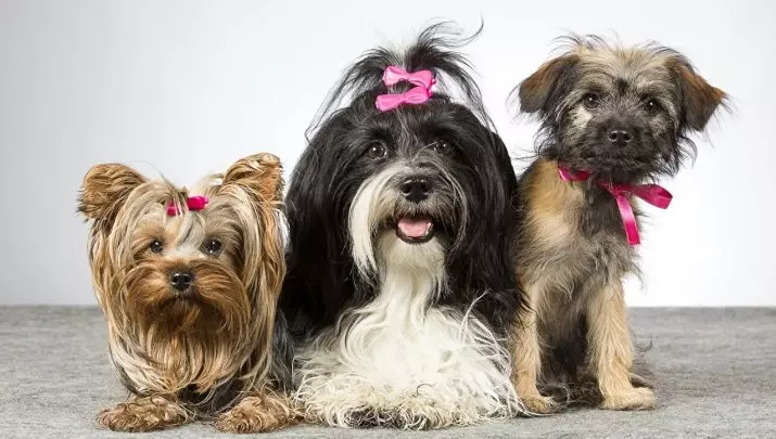 Japanske pits for hunder: vakre og morsomme navn for gutter og jenter 23215_14