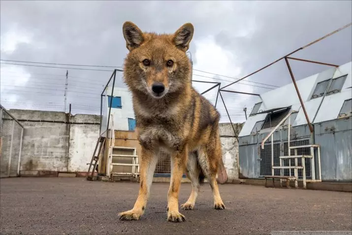 Shalaica (27 billeder): Beskrivelse af den nye race af hunde i Rusland. Sulimov hundekarakter. Indholdet af Quarteron 23219_10
