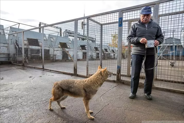 Shalaica (27 photos): Description de la nouvelle race de chiens en Russie. Personnage de chien Sulimov. Contenu du quartier 23219_11