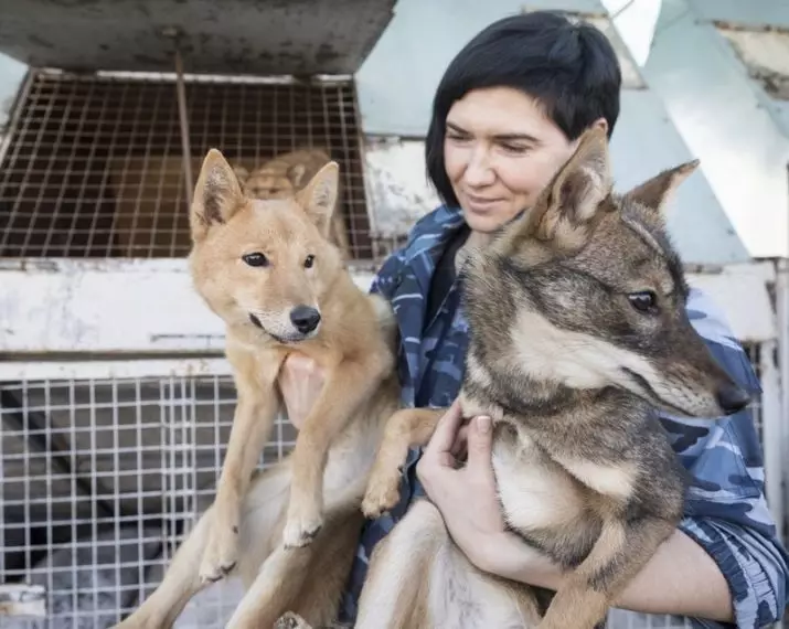 Shalaica (27 fotot): Uue koerte tõu tähe kirjeldus Venemaal. SuliMovi koera iseloom. Sisu kvartali 23219_12