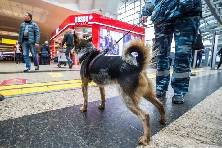 Шалаица (27 фотографии): Опис на новата раса на кучиња во Русија. Sulimov куче карактер. Содржина од Честон 23219_13