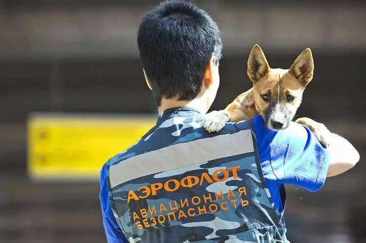 Shalaica (27 fotos): Descrição da nova raça de cães na Rússia. Personagem de cachorro Sulimov. Conteúdos de Quarterson. 23219_15