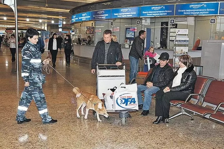 Шалайка (27 снимки): описание на новата порода кучета в Русия. Силимов кучешки характер. Съдържание на Кървър 23219_16