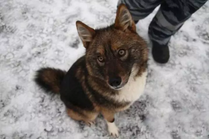 Shalaica (27 fotot): Uue koerte tõu tähe kirjeldus Venemaal. SuliMovi koera iseloom. Sisu kvartali 23219_17