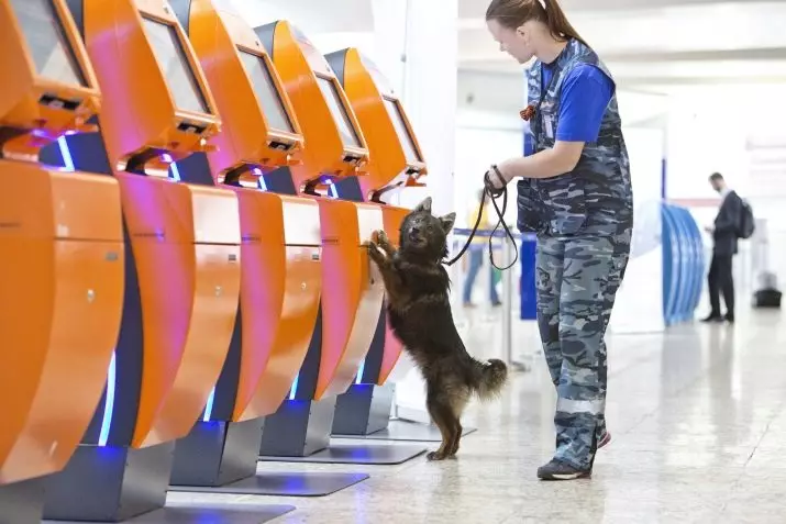 Шалаица (27 фотографии): Опис на новата раса на кучиња во Русија. Sulimov куче карактер. Содржина од Честон 23219_2