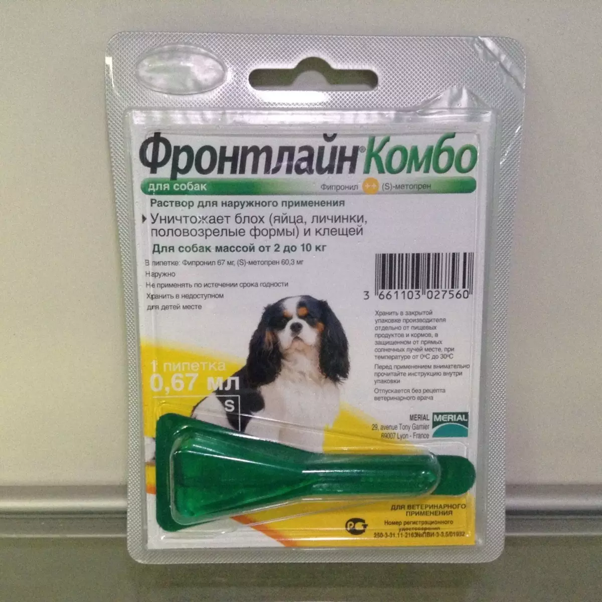 Shalaica (27 billeder): Beskrivelse af den nye race af hunde i Rusland. Sulimov hundekarakter. Indholdet af Quarteron 23219_24