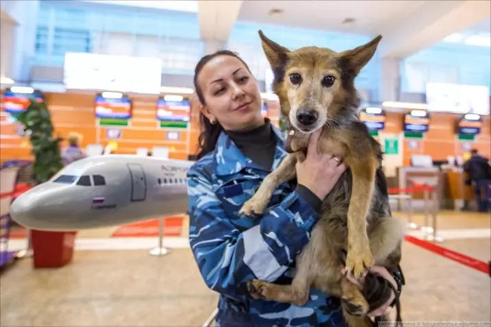 Shalaica (27 fotot): Uue koerte tõu tähe kirjeldus Venemaal. SuliMovi koera iseloom. Sisu kvartali 23219_26