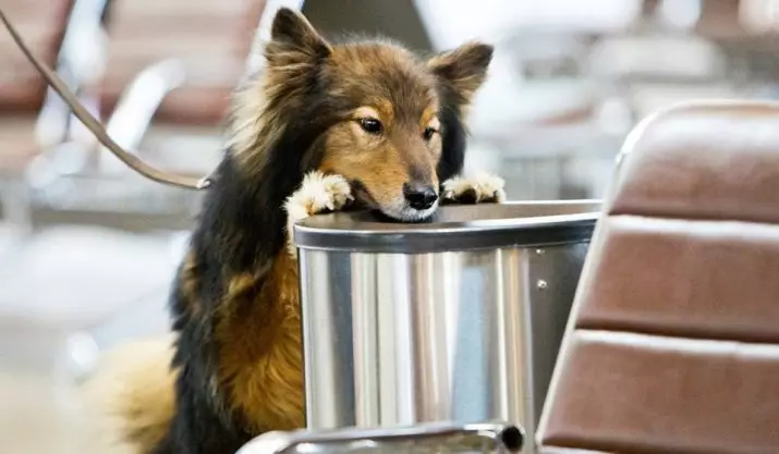 Шалайка (27 снимки): описание на новата порода кучета в Русия. Силимов кучешки характер. Съдържание на Кървър 23219_4