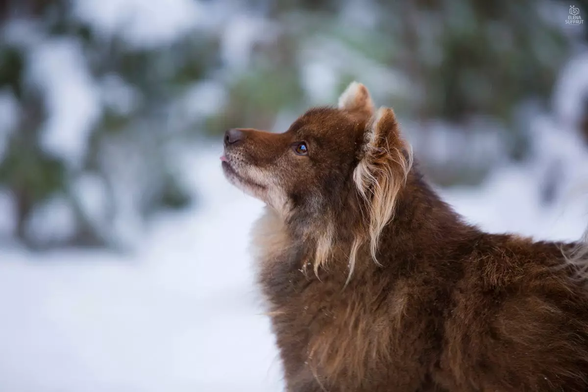 Shalaica (27 լուսանկար). Ռուսաստանում շների նոր ցեղատեսակի նկարագրությունը: Sulimov շների կերպար: Կորդոյի բովանդակությունը 23219_5
