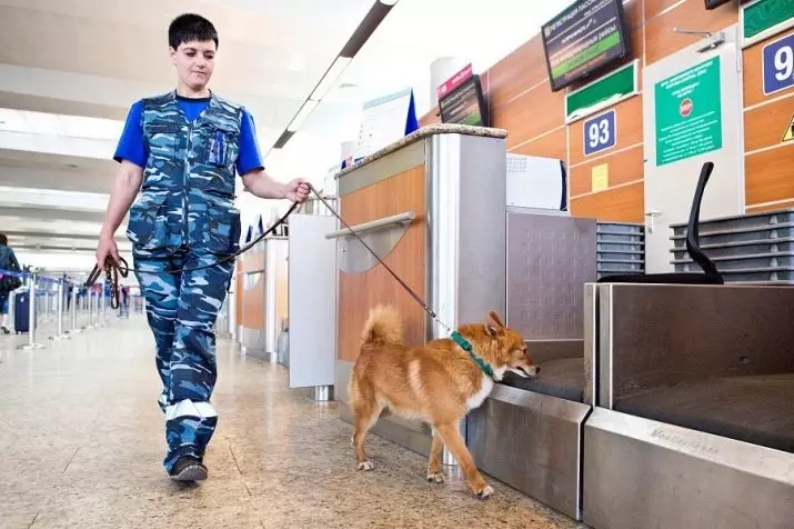 Shalaica (27 φωτογραφίες): Περιγραφή της νέας φυλής σκύλων στη Ρωσία. Sulimov σκυλί χαρακτήρα. Περιεχόμενα των προτάσεων 23219_8