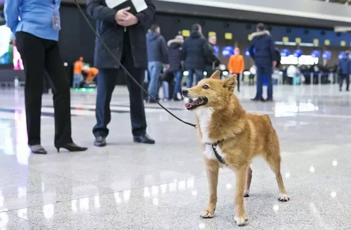 Shalaica (27 photos): Description de la nouvelle race de chiens en Russie. Personnage de chien Sulimov. Contenu du quartier 23219_9