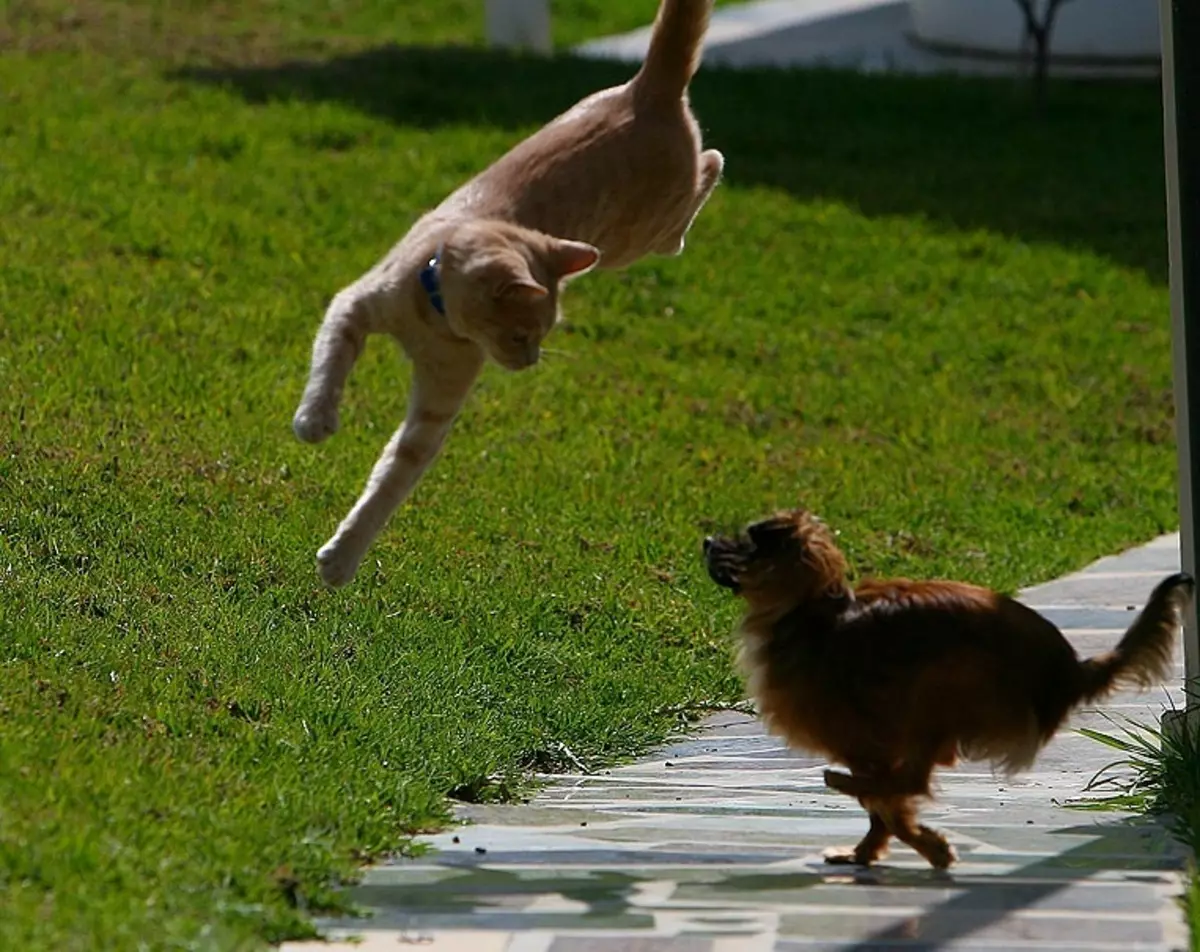 Кот бежит от собаки