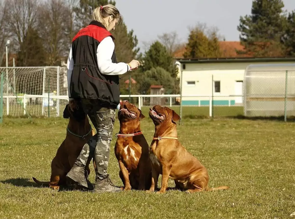 אימון כלבים (68 תמונות): איך ללמד גורים לצוותים בבית? רשימה של צוותים וכללי Dresser למתחילים 23227_11