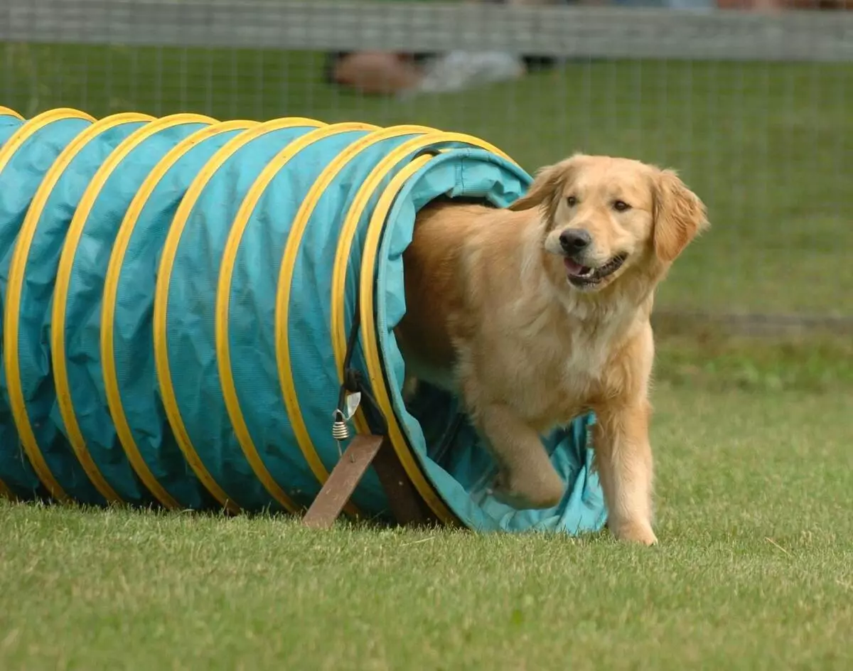 Formación de cans (68 fotos): Como ensinar cachorros a equipos en casa? Listaxe de Regras de equipos e vestimenta para principiantes 23227_2