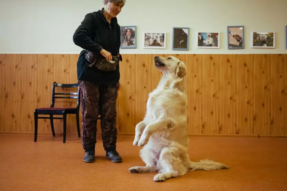 Kutya képzés (68 fotók): Hogyan taníthatunk kiskutyákat az otthoni csapatoknak? Listája csapatok és ruhák szabályok kezdőknek 23227_3